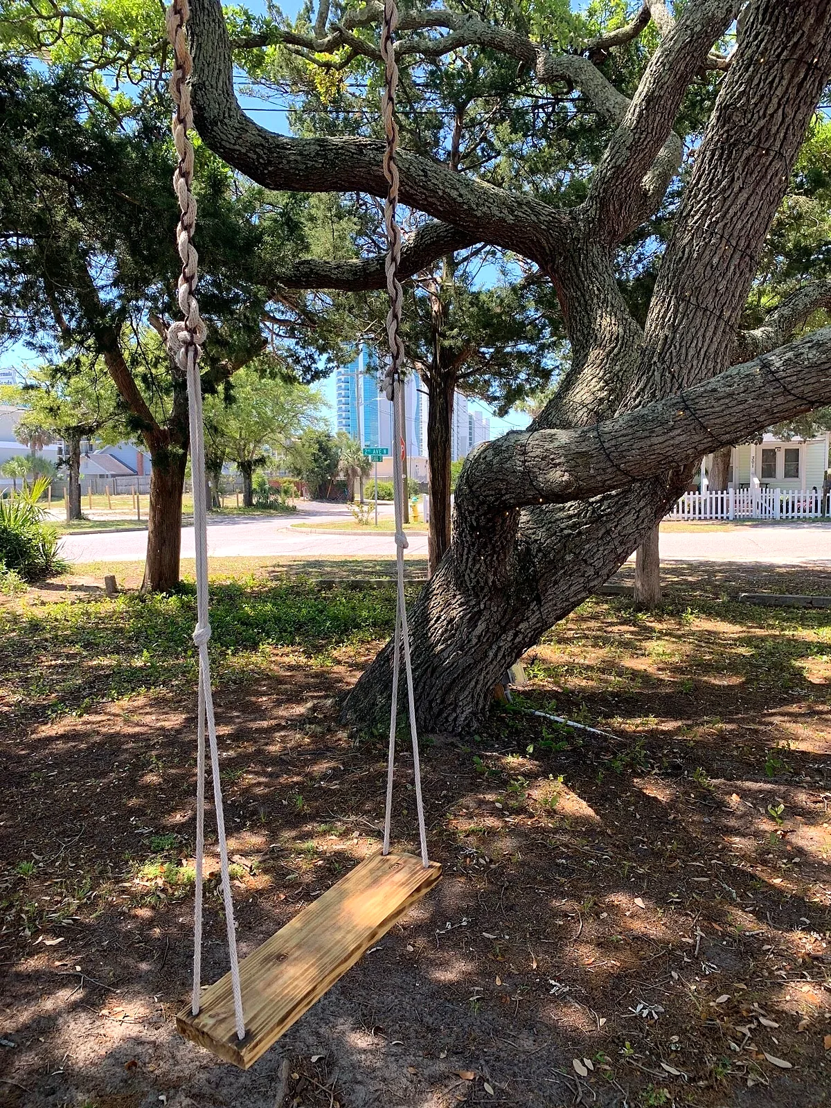Tree swing in the shared yard
